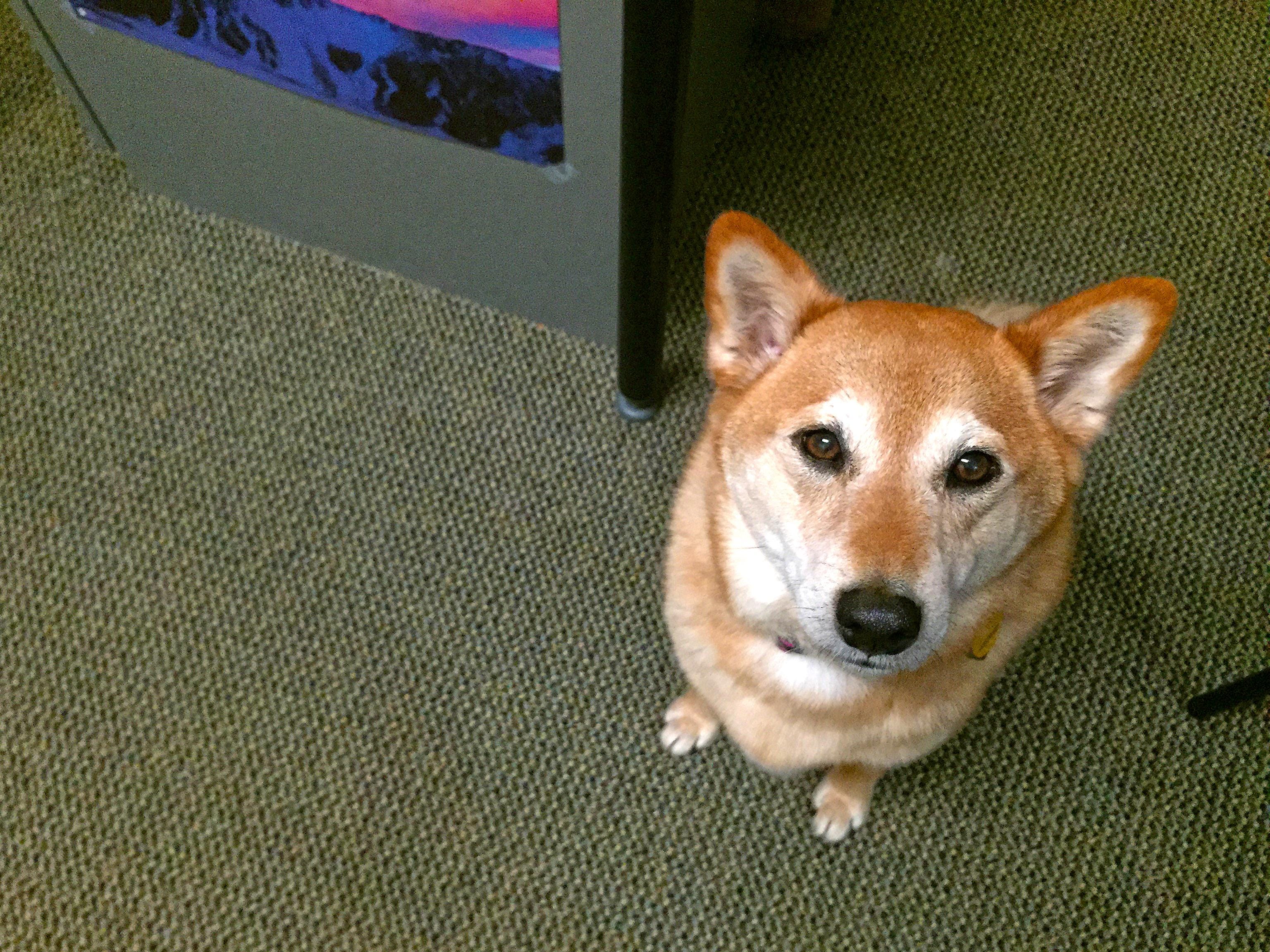 best dog breed to take to the office